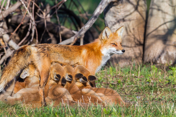 Red Fox Feeding