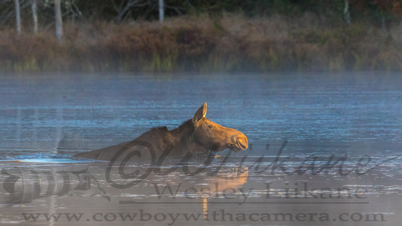 Moose Swimming in the Mist