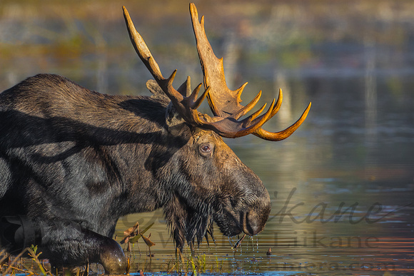 Morning with the Bull Moose