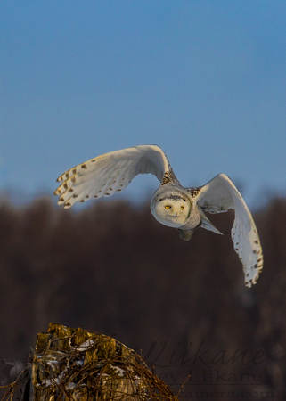 Snowy Owl Morning Flight