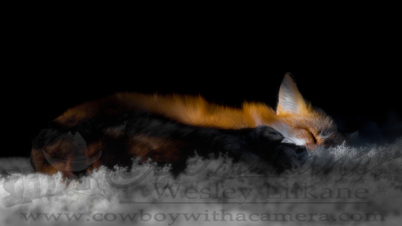 Fox on it`s Bed of Lichen