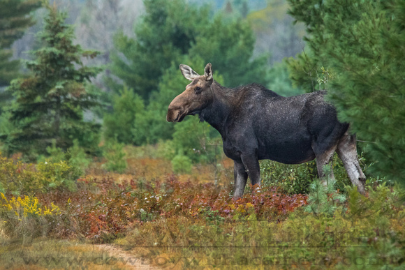 Moose Overlooking the Field
