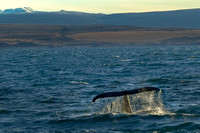 Whale Watching in Husavik