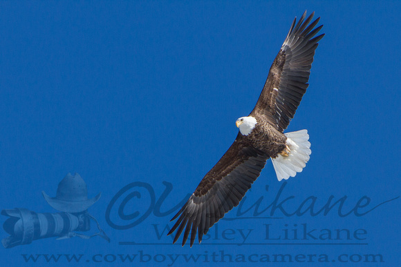 Bald Eagle Flies Overhead