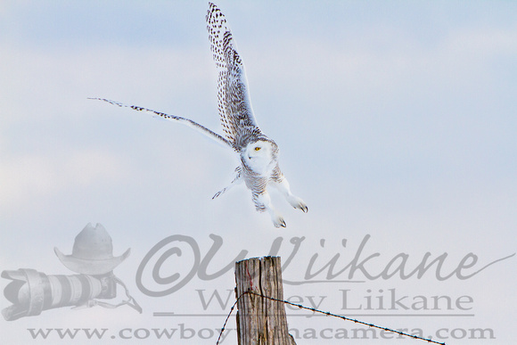 Snowy Owl flight From Post-2
