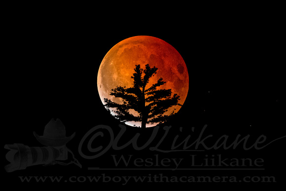 Blood Moon and the Pine