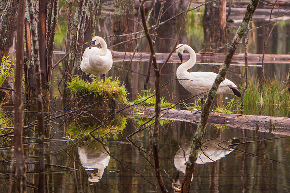 Reflections of the Swans