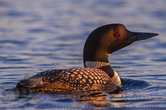 Common Loon at Sunset