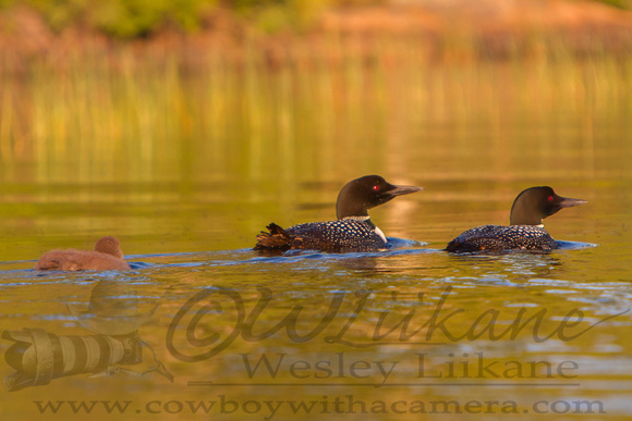 Loon Family on Source Lake