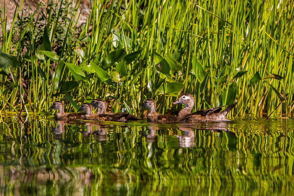 Female Wood Duck and Family