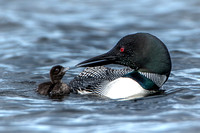 Loon Chick and Parent