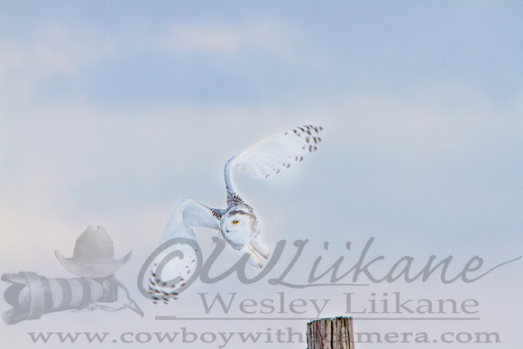 Snowy Owl flight From Post-4