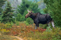 Moose Overlooking the Field