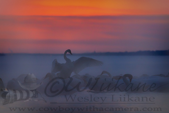 Swan Kind of Sunset