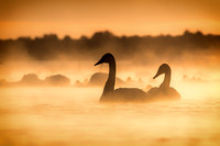 The Beautiful Trumpeter Swans