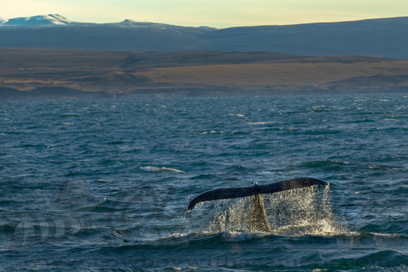 Whale Watching in Husavik