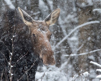 Moose in a Blizzard