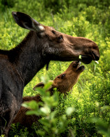Moose and Calf Sharing a Snack