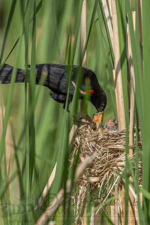 Red-winged Blackbird Feeding Babies