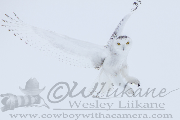 Snowy Owl Fly By