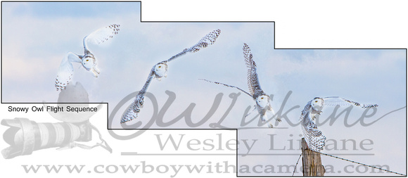 Snowy Owl flight Sequence