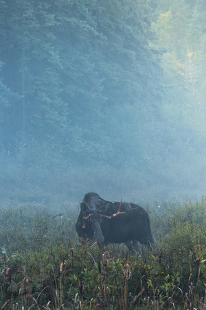 Moose on a Misty Morning