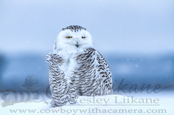Snowy Owl Fusion