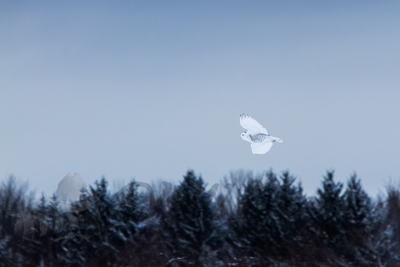 Snowy Owl Flying over the trees