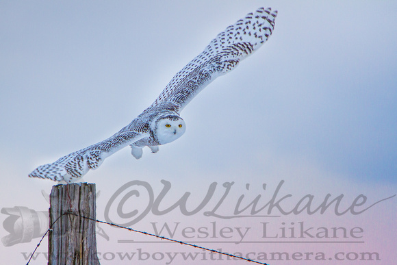 Snowy Owl Wing Span
