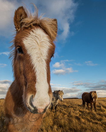 Baby Icelandic Horse