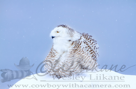 Snowy Owl All Fluffed Up