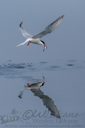 Caspian Tern Reflection