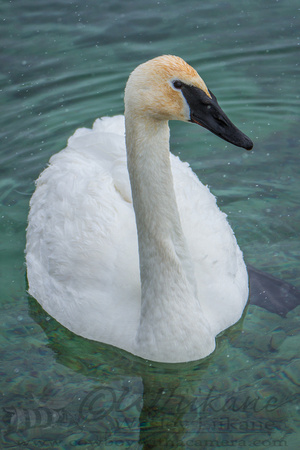 Trumpeter Swan in the Green River
