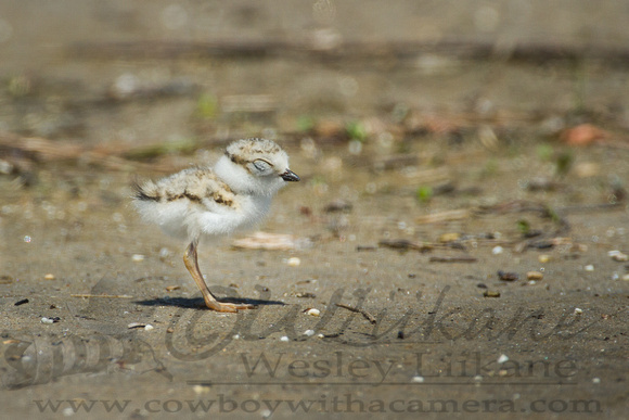 Piping Plover Baby